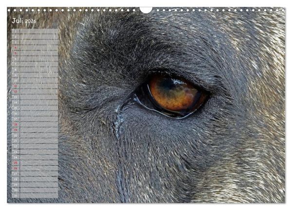Produktbild: Dogo Canario (Wandkalender 2026 DIN A3 quer), CALVENDO Monatskalender
