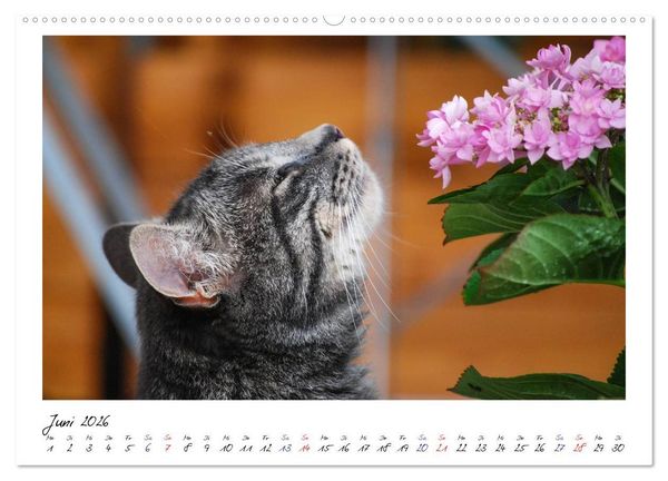 Produktbild: Die Launen der Katzen 2026 (hochwertiger Premium Wandkalender 2026 DIN A2 quer), Kunstdruck in Hochglanz