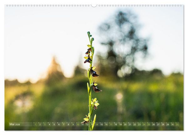 Produktbild: Orchideenzeit auf der Schw&auml;bischen Alb (hochwertiger Premium Wandkalender 2026 DIN A2 quer), Kunstdruck in Hochglanz