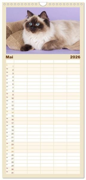 Produktbild: Familienplaner 2026 - Zauberhafte Ragdolls mit 5 Spalten (Wandkalender, 21 x 45 cm) CALVENDO