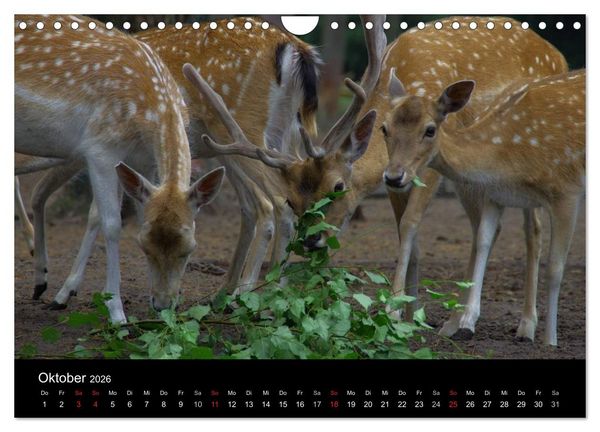 Produktbild: Welt der Tiere (Wandkalender 2026 DIN A4 quer), CALVENDO Monatskalender