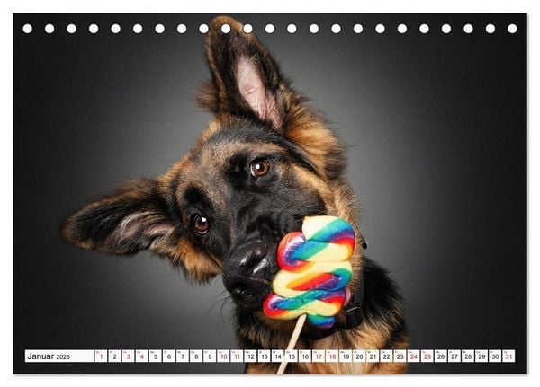 Produktbild: Hunde im Naschparadies (Tischkalender 2026 DIN A5 quer), CALVENDO Monatskalender