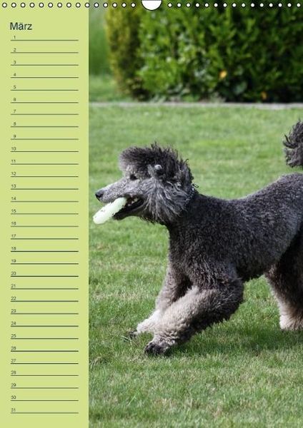 Produktbild: Pudel / Geburtstagskalender (Wandkalender immerw&auml;hrend DIN A3 hoch)
