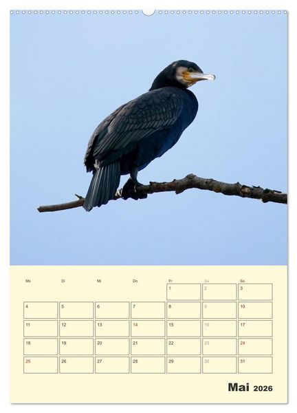 Produktbild: Vogelwelt an der Sieg (Wandkalender 2026 DIN A2 hoch), CALVENDO Monatskalender