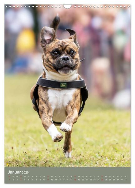 Produktbild: Mops-Rennen (Wandkalender 2026 DIN A3 hoch), CALVENDO Monatskalender