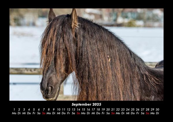 Produktbild: Pferde Kalender 2025 Fotokalender DIN A3