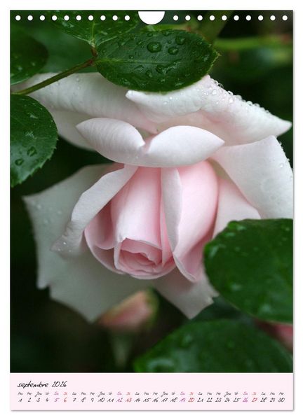 Produktbild: Une f&ecirc;te des roses (Calendrier mural 2026 DIN A4 horizontal), CALVENDO calendrier mensuel
