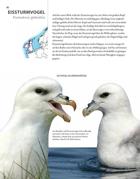 Produktbild: V&ouml;gel lebensgro&szlig;