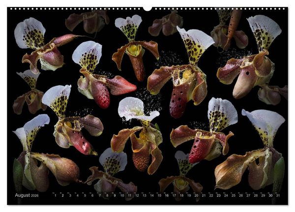 Produktbild: Musica fant&aacute;sia - Die wundersame Welt des Fotok&uuml;nstlers Olaf Bruhn (hochwertiger Premium Wandkalender 2026 DIN A2 quer), Kunstdruck in Hochglanz