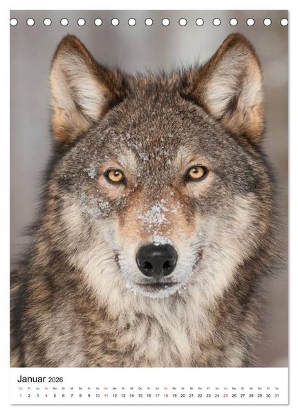 Produktbild: Wolf-Gesichter (Tischkalender 2026 DIN A5 hoch), CALVENDO Monatskalender