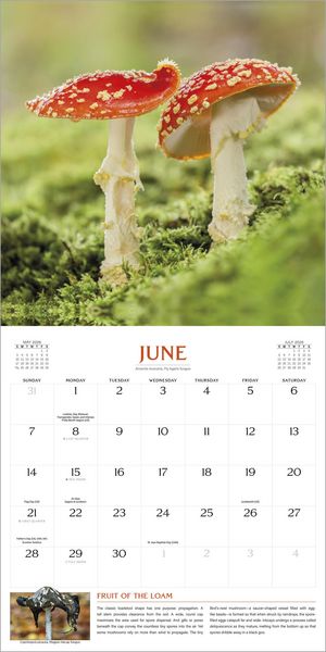 Produktbild: The Magical World of Mushrooms Wall Calendar 2026