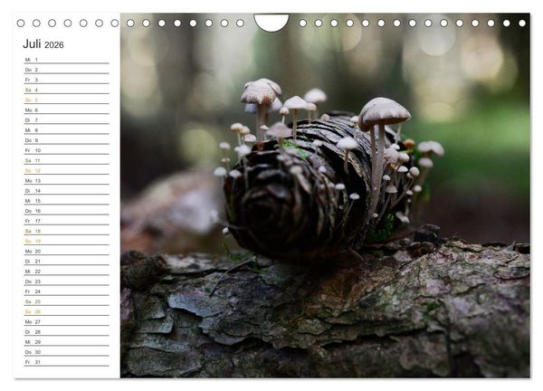 Produktbild: Schwammerl Egerlinge Pilze (Wandkalender 2026 DIN A4 quer), CALVENDO Monatskalender
