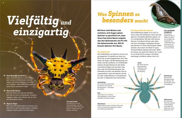 Produktbild: WAS IST WAS Spinnen. Akrobaten auf acht Beinen
