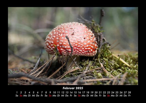 Produktbild: Pilzkalender 2025 Fotokalender DIN A3