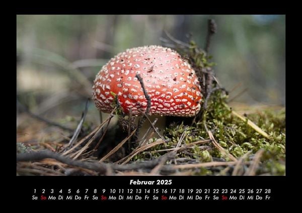 Produktbild: Pilzkalender 2025 Fotokalender DIN A3