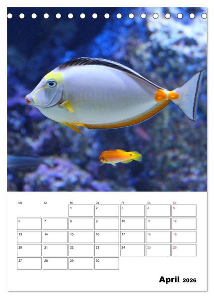 Produktbild: Zauberwelt. Fische, Korallen und Co. (Tischkalender 2026 DIN A5 hoch), CALVENDO Monatskalender