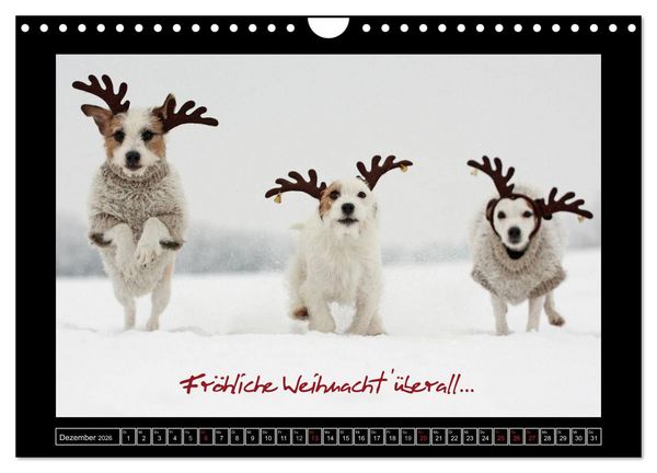 Produktbild: Parson Russell Terrier (Wandkalender 2026 DIN A4 quer), CALVENDO Monatskalender