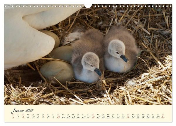 Produktbild: Vom K&uuml;ken zum stolzen Schwan (Wandkalender 2027 DIN A3 quer), CALVENDO Monatskalender