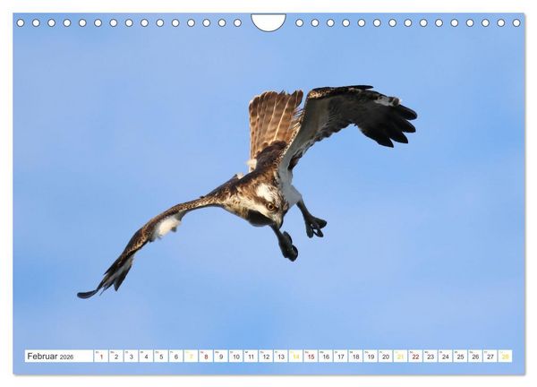 Produktbild: Fischadler - Meister des Sturzfluges (Wandkalender 2026 DIN A4 quer), CALVENDO Monatskalender