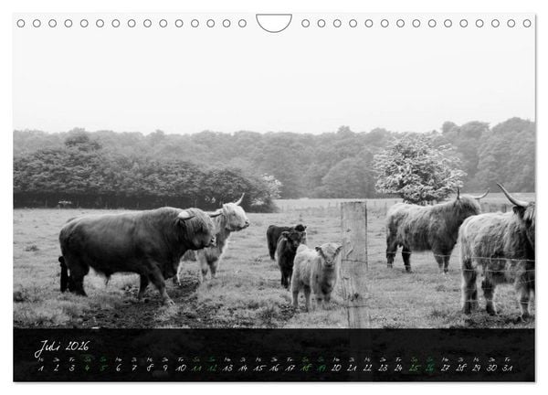 Produktbild: Highland Cattle vom Nordlicht - Faszination Hochland Rind (Wandkalender 2026 DIN A4 quer), CALVENDO Monatskalender
