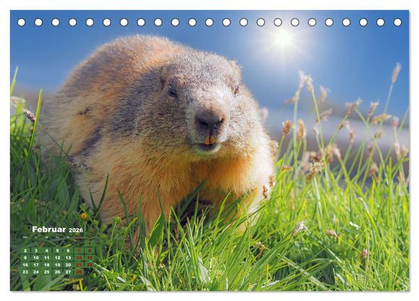 Produktbild: Gro&szlig;glockner wundersch&ouml;ne Berg- und Tierwelt (Tischkalender 2026 DIN A5 quer), CALVENDO Monatskalender