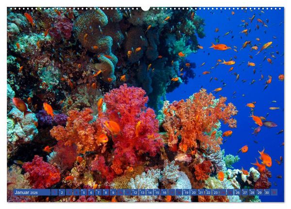 Produktbild: Farbenfrohes Meer (hochwertiger Premium Wandkalender 2026 DIN A2 quer), Kunstdruck in Hochglanz