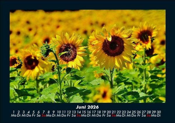 Produktbild: Blumentr&auml;ume 2026 Fotokalender DIN A5