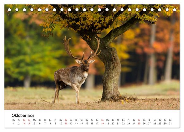 Produktbild: Unsere heimische Tierwelt (Tischkalender 2026 DIN A5 quer), CALVENDO Monatskalender