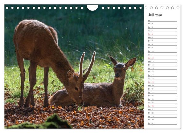 Produktbild: Emotionale Momente: Hirschbrunft. Part II. (Wandkalender 2026 DIN A4 quer), CALVENDO Monatskalender