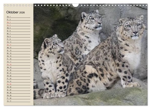 Produktbild: Schneeleoparden. Geschmeidige Gebirgsj&auml;ger (Wandkalender 2026 DIN A3 quer), CALVENDO Monatskalender