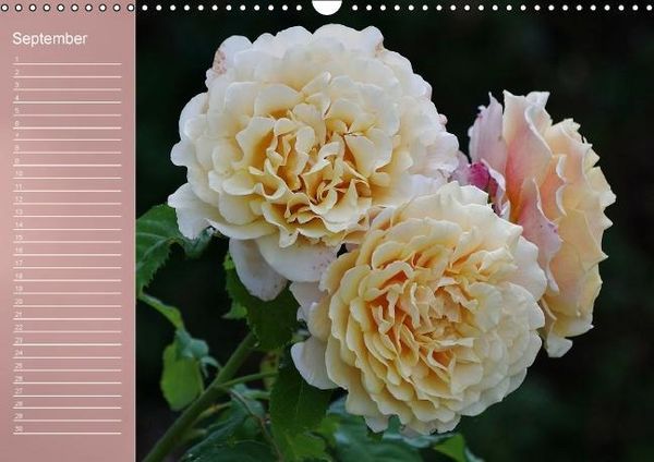 Produktbild: Zarte Sch&ouml;nheiten - Rosen (Wandkalender immerw&auml;hrend DIN A3 quer)