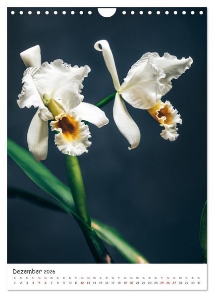 Produktbild: Orchideen Zauber (Wandkalender 2026 DIN A4 hoch), CALVENDO Monatskalender