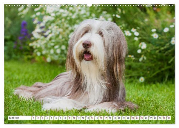 Produktbild: Britische H&uuml;tehunde - Treue Freunde auf vier Pfoten (hochwertiger Premium Wandkalender 2026 DIN A2 quer), Kunstdruck in Hochglanz