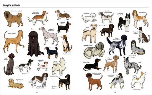 Produktbild: Gro&szlig;e Hunde, kleine Hunde