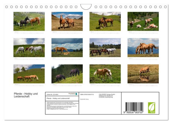 Produktbild: Pferde - Hobby und Leidenschaft (Wandkalender 2026 DIN A4 quer), CALVENDO Monatskalender