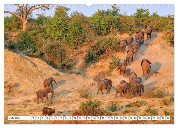 Produktbild: Elefanten-Traum - Herzenssache Afrika (Wandkalender 2026 DIN A2 quer), CALVENDO Monatskalender