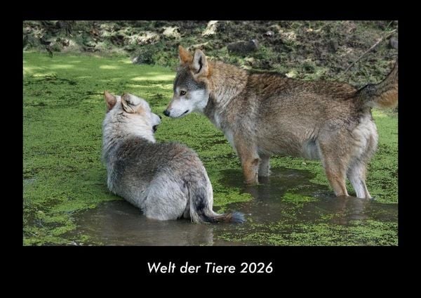 Welt der Tiere 2026 Fotokalender DIN A3