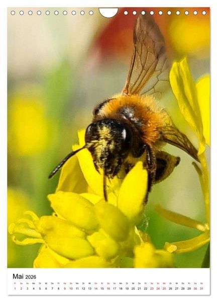 Produktbild: Imkers flei&szlig;igste Bienen - So arbeiten meine Immen &ndash; Originalaufnahmen aus erster Hand (Wandkalender 2026 DIN A4 hoch), CALVENDO Monatskalender