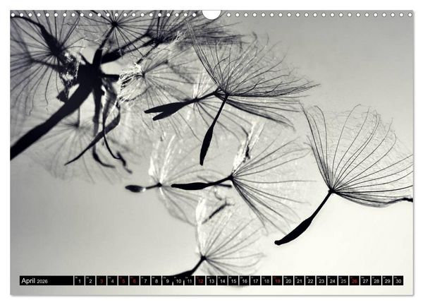 Produktbild: Pusteblume - Impressionen in schwarzwei&szlig; (Wandkalender 2026 DIN A3 quer), CALVENDO Monatskalender