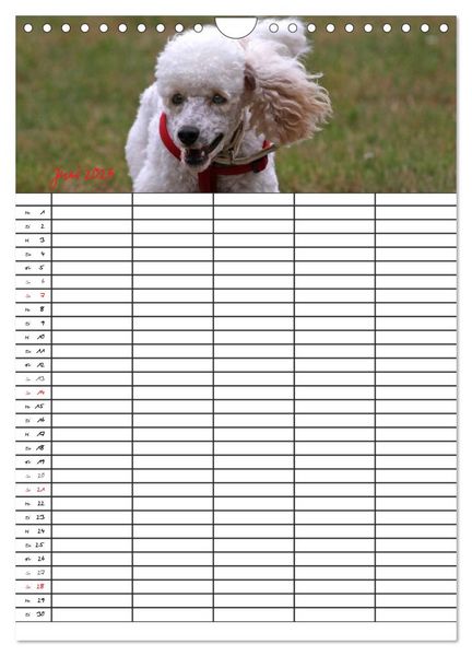 Produktbild: Der Pudel-Familienplaner (Wandkalender 2026 DIN A4 hoch), CALVENDO Monatskalender