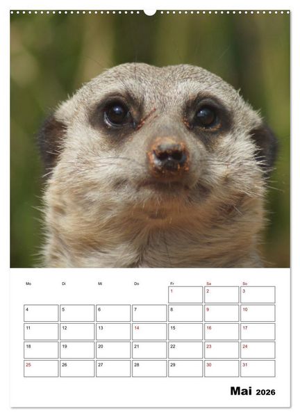 Produktbild: Niedliche Erdm&auml;nnchen (Wandkalender 2026 DIN A2 hoch), CALVENDO Monatskalender