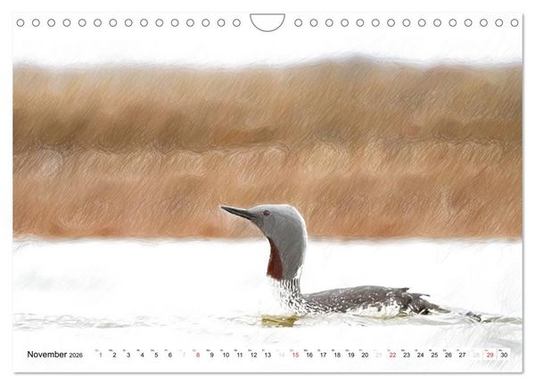 Produktbild: Schottlands Vogelwelt - Ein Portr&auml;t in Zeichnungen (Wandkalender 2026 DIN A4 quer), CALVENDO Monatskalender