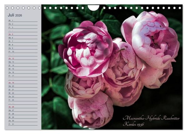 Produktbild: Kurf&uuml;rstliche Rosen Eltville am Rhein (Wandkalender 2026 DIN A4 quer), CALVENDO Monatskalender