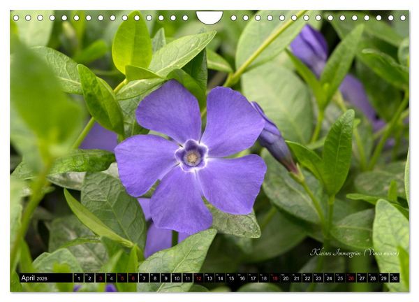 Produktbild: Zierbilder der Natur BLUMEN (Wandkalender 2026 DIN A4 quer), CALVENDO Monatskalender