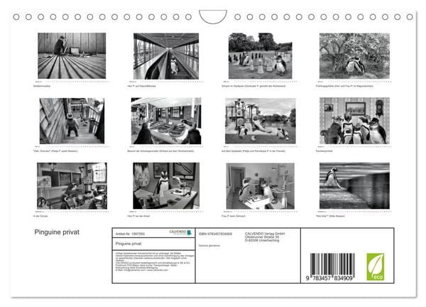 Produktbild: Pinguine privat (Wandkalender 2026 DIN A4 quer), CALVENDO Monatskalender