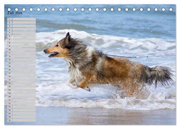 Produktbild: Highland Hawk Fame - Ein Collie begleitet durch das Jahr (Tischkalender 2026 DIN A5 quer), CALVENDO Monatskalender