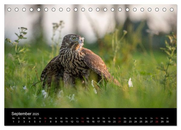Falknerei Der Habicht (Tischkalender 2025 DIN A5 quer), CALVENDO Monatskalender