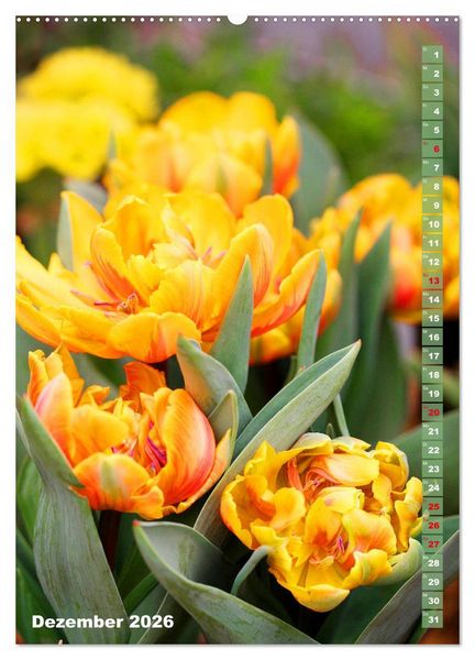 Produktbild: Bunte Tulpenpracht (hochwertiger Premium Wandkalender 2026 DIN A2 hoch), Kunstdruck in Hochglanz