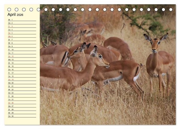 Produktbild: Afrika. Tiere in freier Wildbahn (Tischkalender 2026 DIN A5 quer), CALVENDO Monatskalender