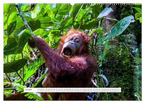 Produktbild: Gunung Leuser Nationalpark und seine Orang Utans (Wandkalender 2026 DIN A2 quer), CALVENDO Monatskalender